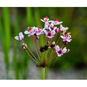Okrasa okolíkatá (Butomus umbellatus) - kont. P9 